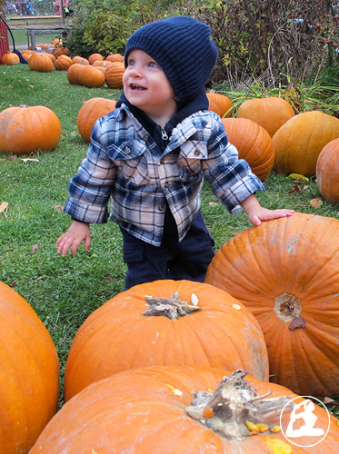 Max Visits Pumpkin Patch